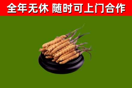 绥棱县烟酒回收冬虫夏草.jpg